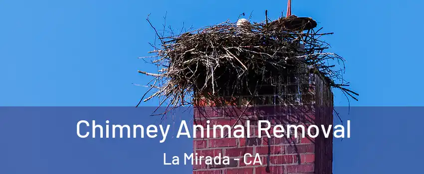  Chimney Animal Removal La Mirada - CA