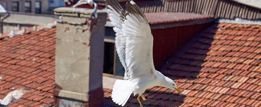 Residential Chimney Animal Removal Solution in La Mirada, CA